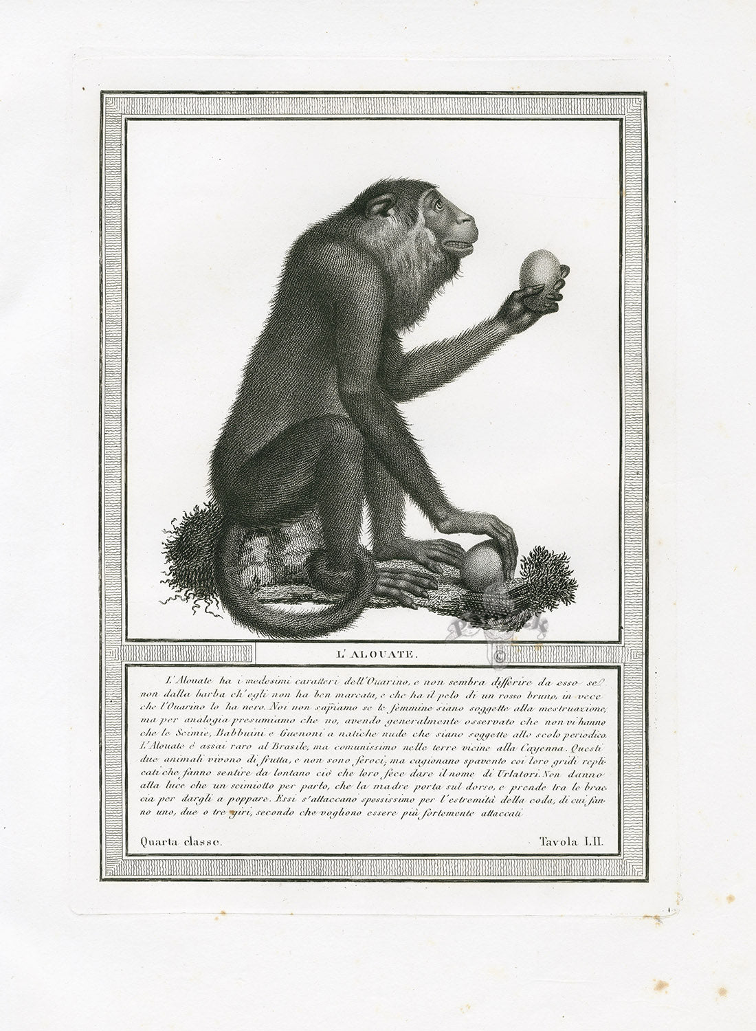 Storia Naturale 1812 Jacob Antique Prints Mantled Howler Monkey