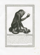 Storia Naturale 1812 Jacob Antique Prints Mantled Howler Monkey - Panteek Antique Prints