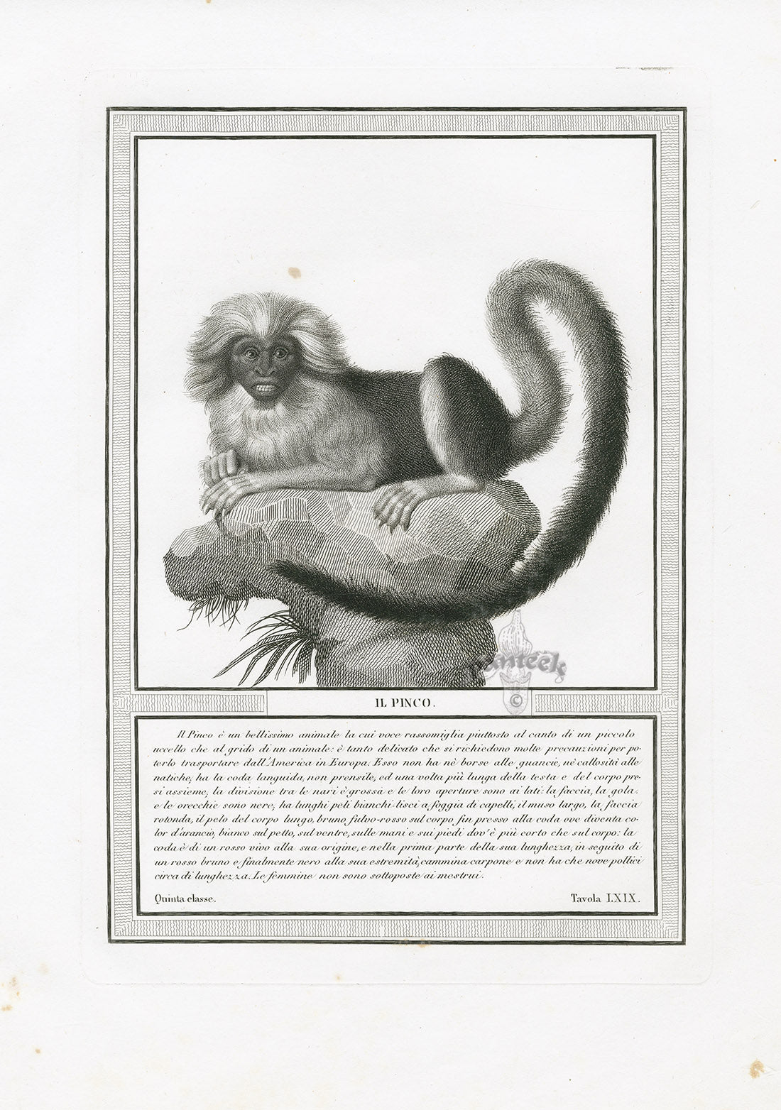 Storia Naturale 1812 Jacob Antique Prints Marmoset