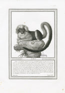 Storia Naturale 1812 Jacob Antique Prints Marmoset - Panteek Antique Prints