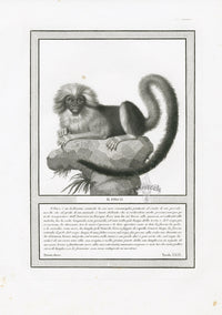 Storia Naturale 1812 Jacob Antique Prints Marmoset - Panteek Antique Prints