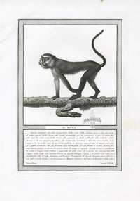 Storia Naturale 1812 Jacob Antique Prints Mona Monkey - Panteek Antique Prints