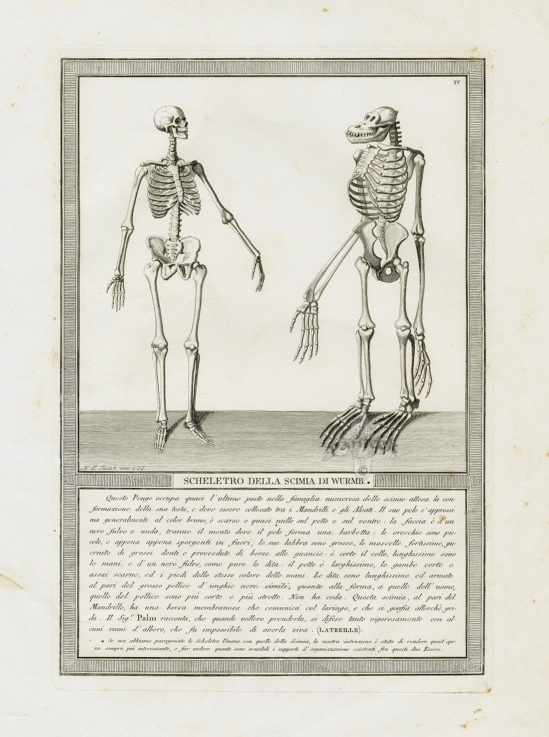 Storia Naturale 1812 Jacob Antique Prints Monkey Skeleton