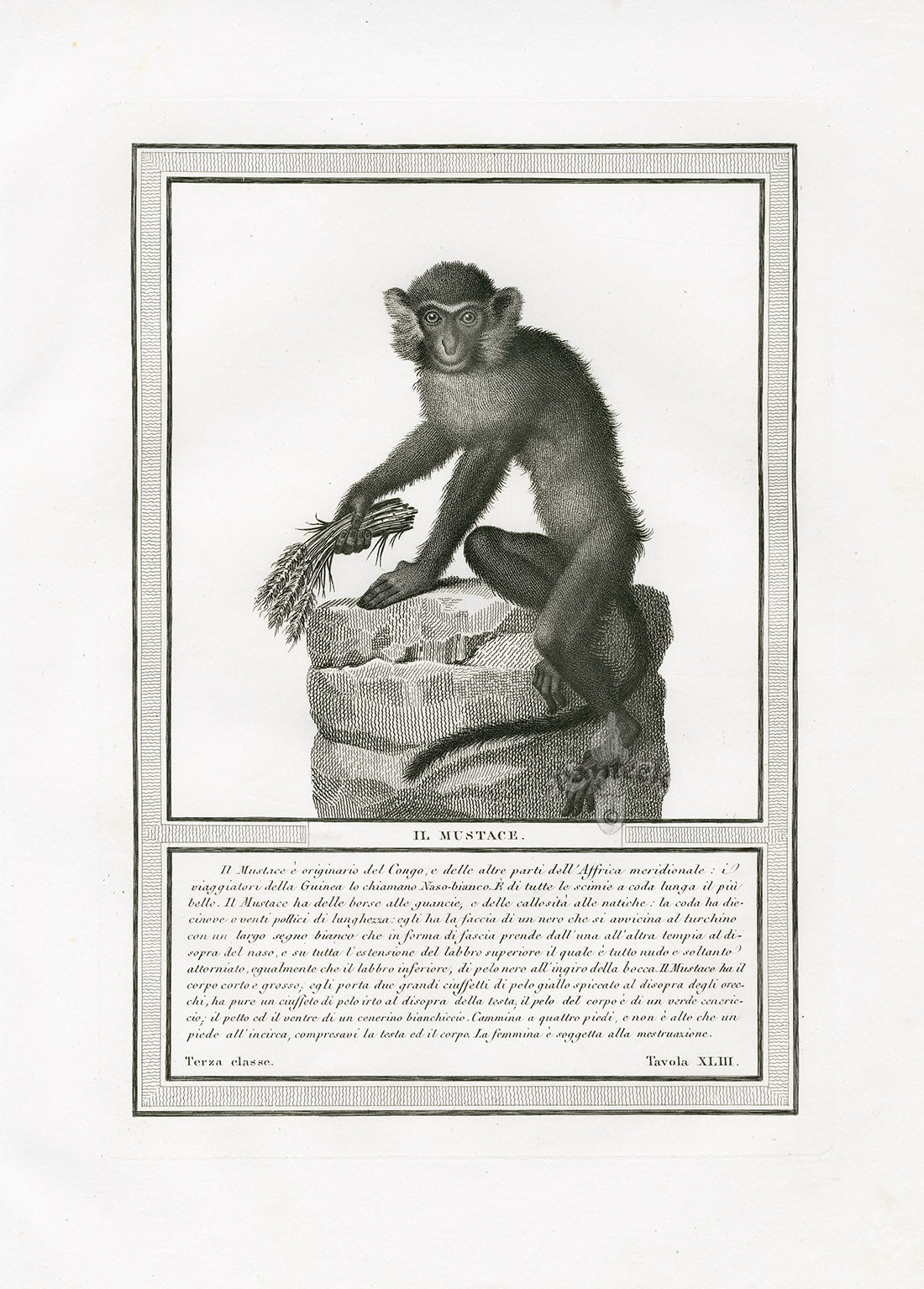 Storia Naturale 1812 Jacob Antique Prints Mustached Monkey