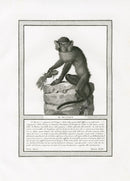 Storia Naturale 1812 Jacob Antique Prints Mustached Monkey - Panteek Antique Prints