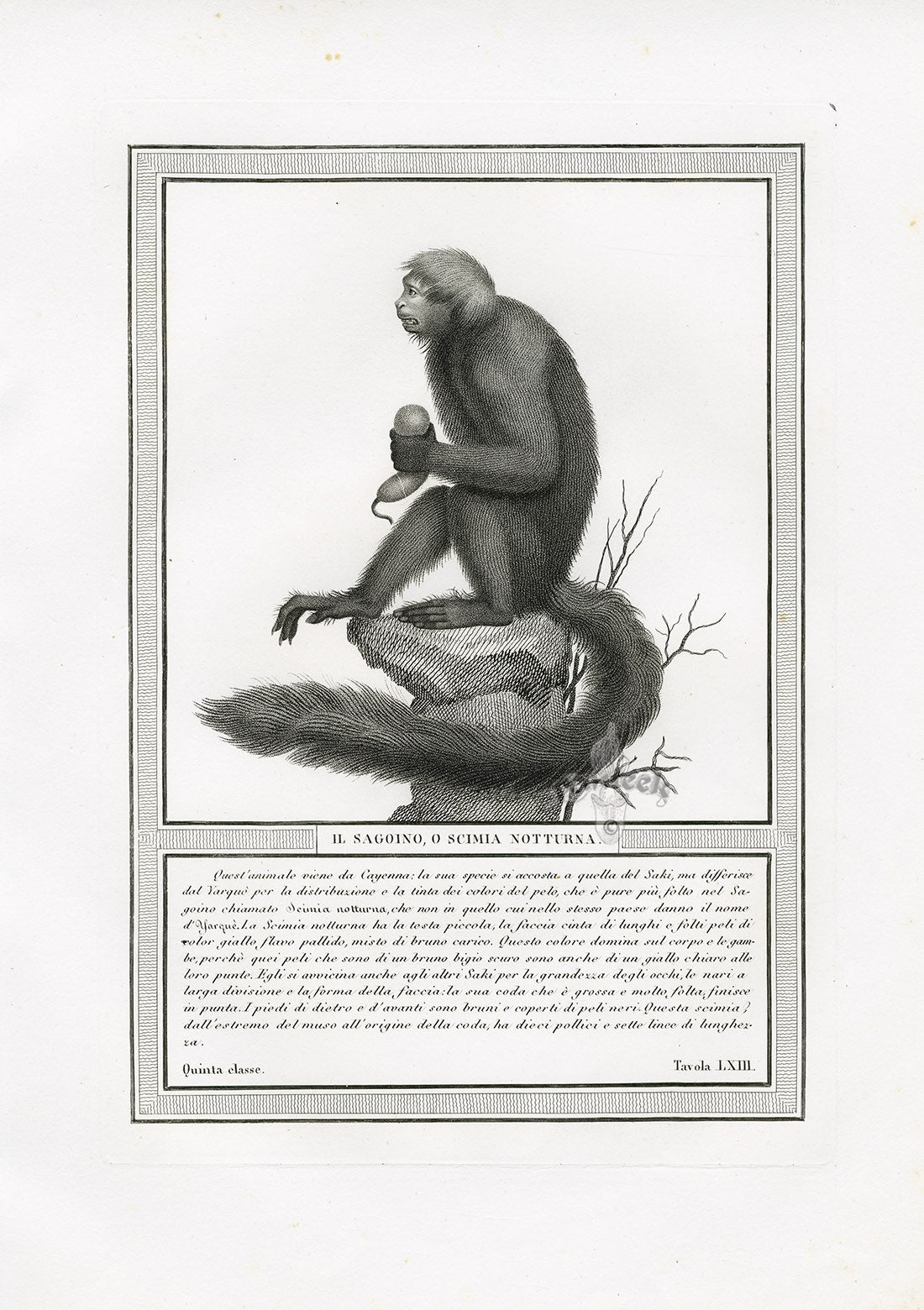 Storia Naturale 1812 Jacob Antique Prints Night Monkey