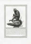 Storia Naturale 1812 Jacob Antique Prints Night Monkey - Panteek Antique Prints