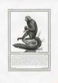 Storia Naturale 1812 Jacob Antique Prints Night Monkey - Panteek Antique Prints