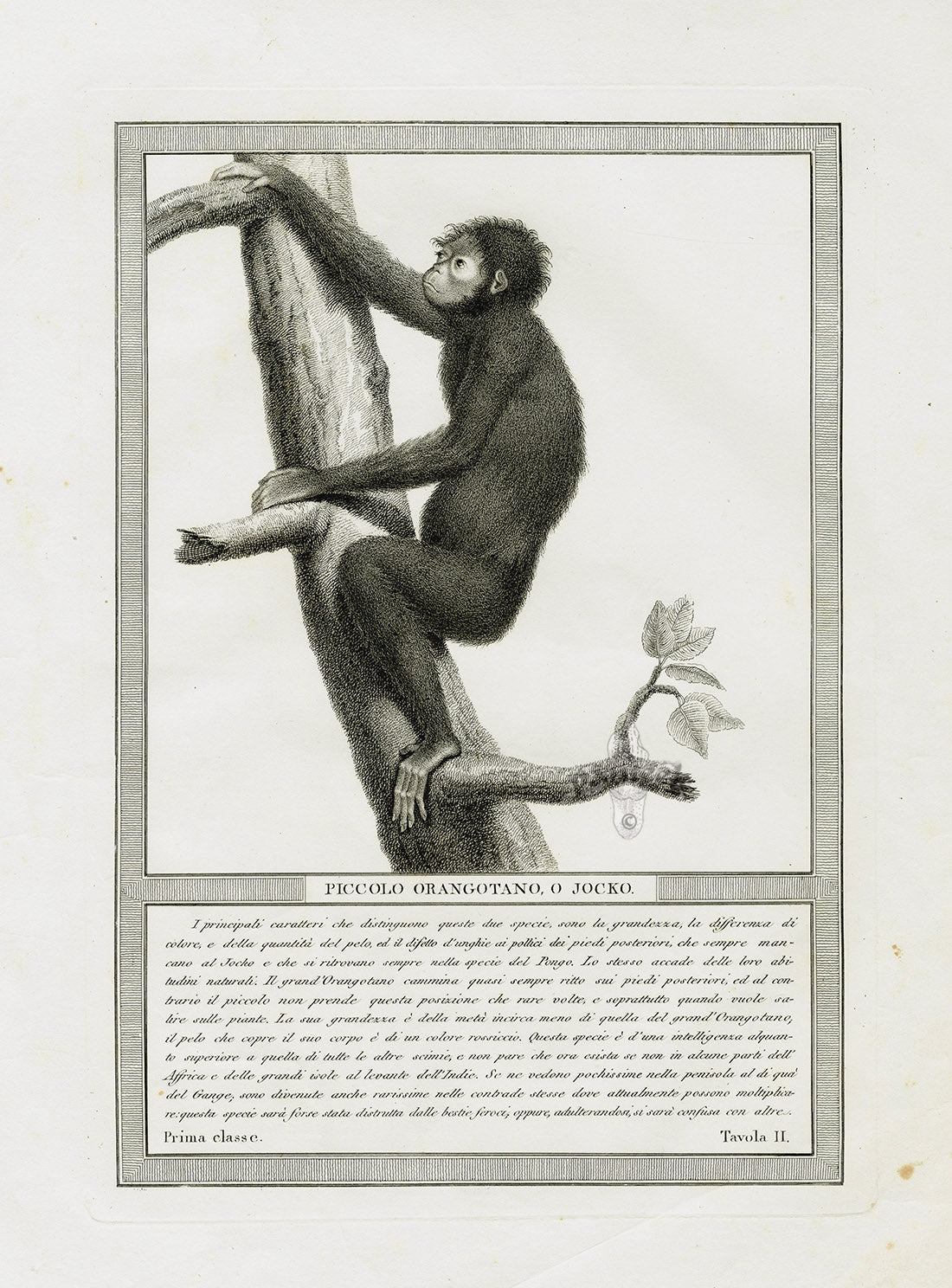 Storia Naturale 1812 Jacob Antique Prints Orangutan