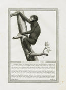 Storia Naturale 1812 Jacob Antique Prints Orangutan - Panteek Antique Prints