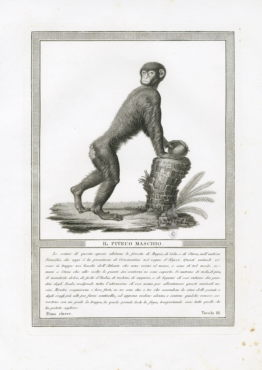 Storia Naturale 1812 Jacob Antique Prints Piteco