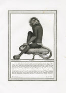 Storia Naturale 1812 Jacob Antique Prints Red-shanked Douc - Panteek Antique Prints