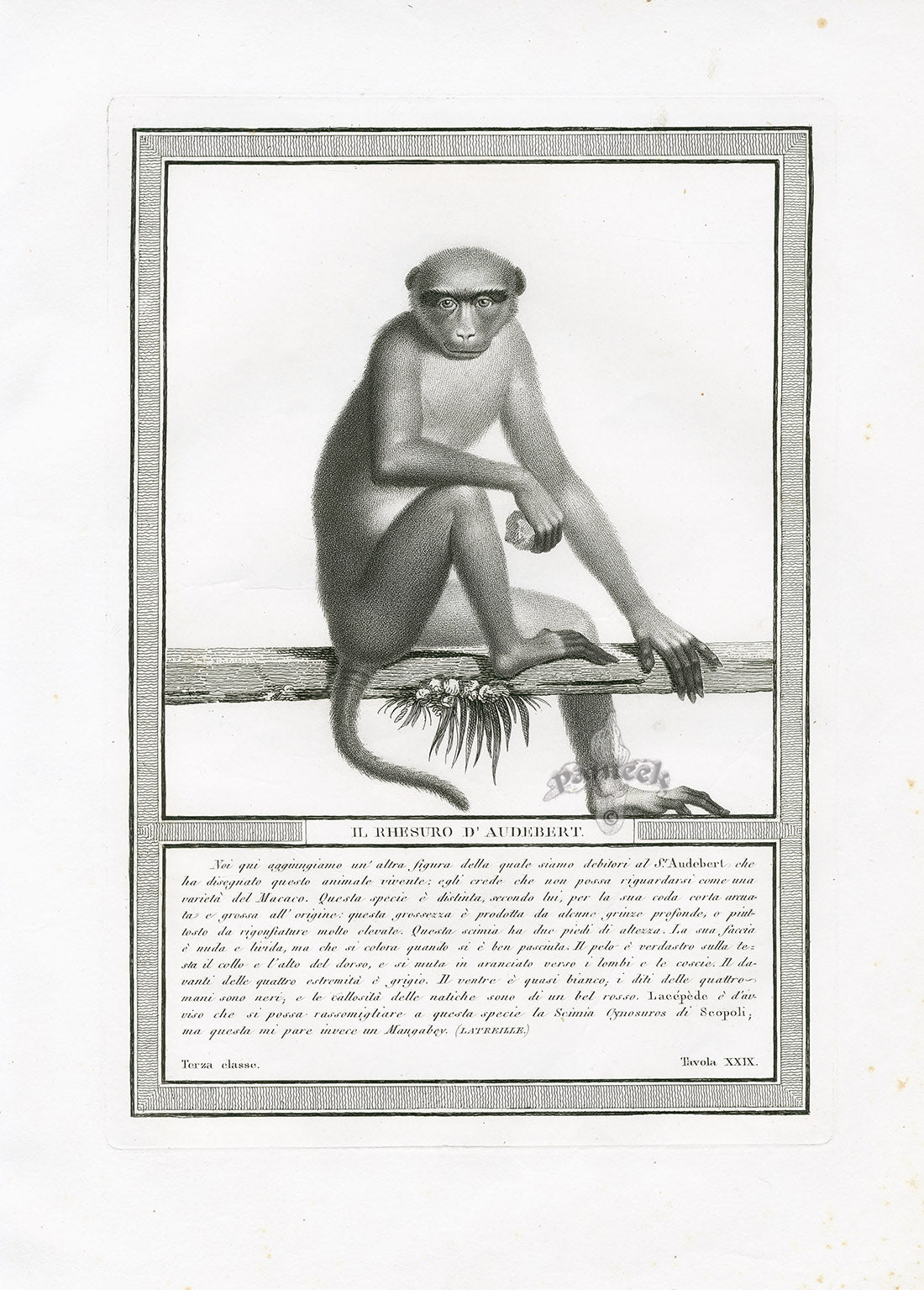 Storia Naturale 1812 Jacob Antique Prints Rhesus Macaque