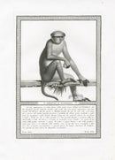 Storia Naturale 1812 Jacob Antique Prints Rhesus Macaque - Panteek Antique Prints