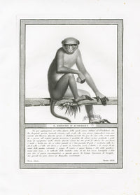 Storia Naturale 1812 Jacob Antique Prints Rhesus Macaque - Panteek Antique Prints