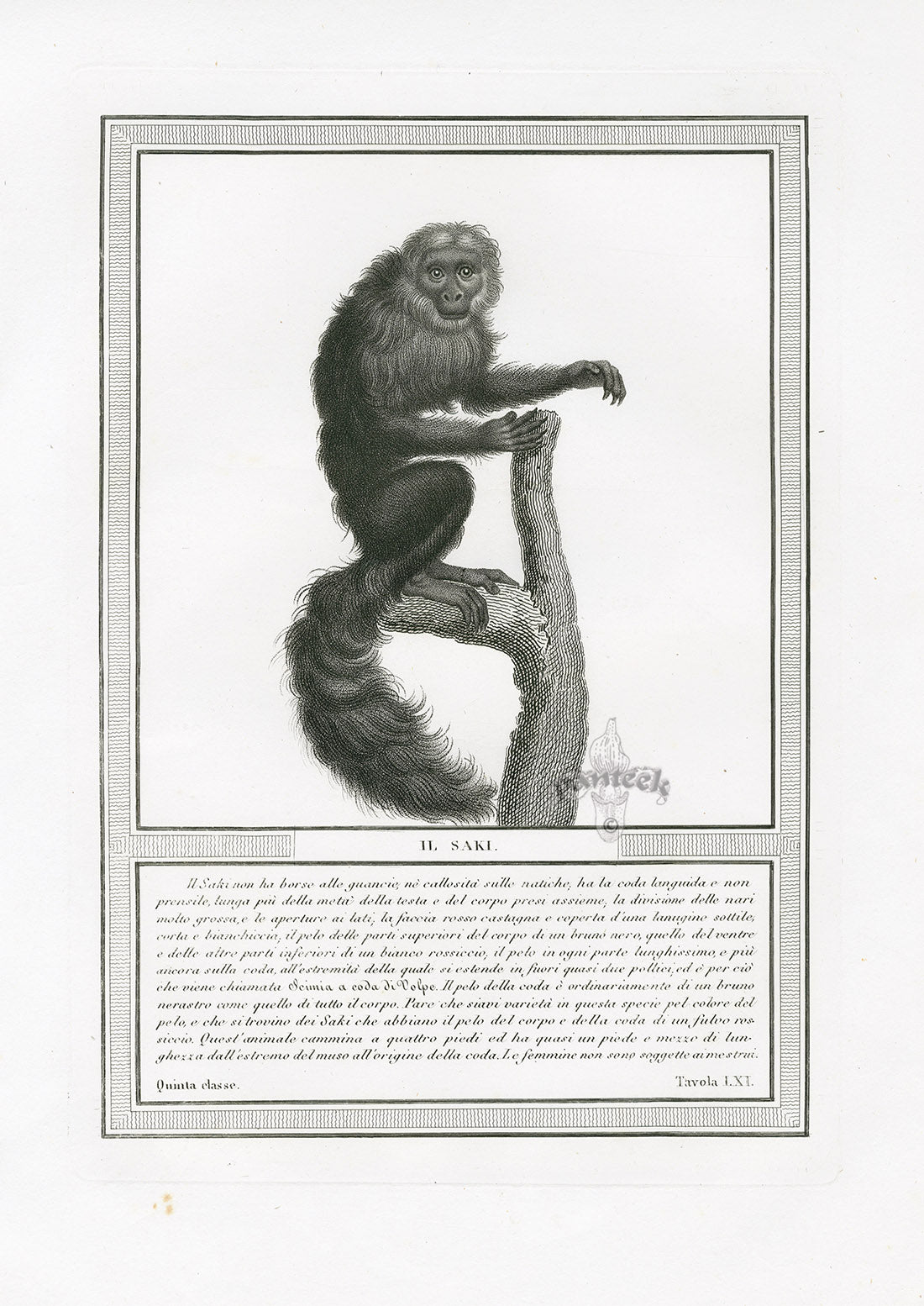 Storia Naturale 1812 Jacob Antique Prints Saki Monkey