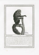 Storia Naturale 1812 Jacob Antique Prints Saki Monkey - Panteek Antique Prints