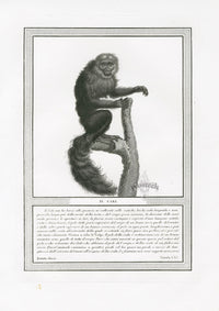 Storia Naturale 1812 Jacob Antique Prints Saki Monkey - Panteek Antique Prints