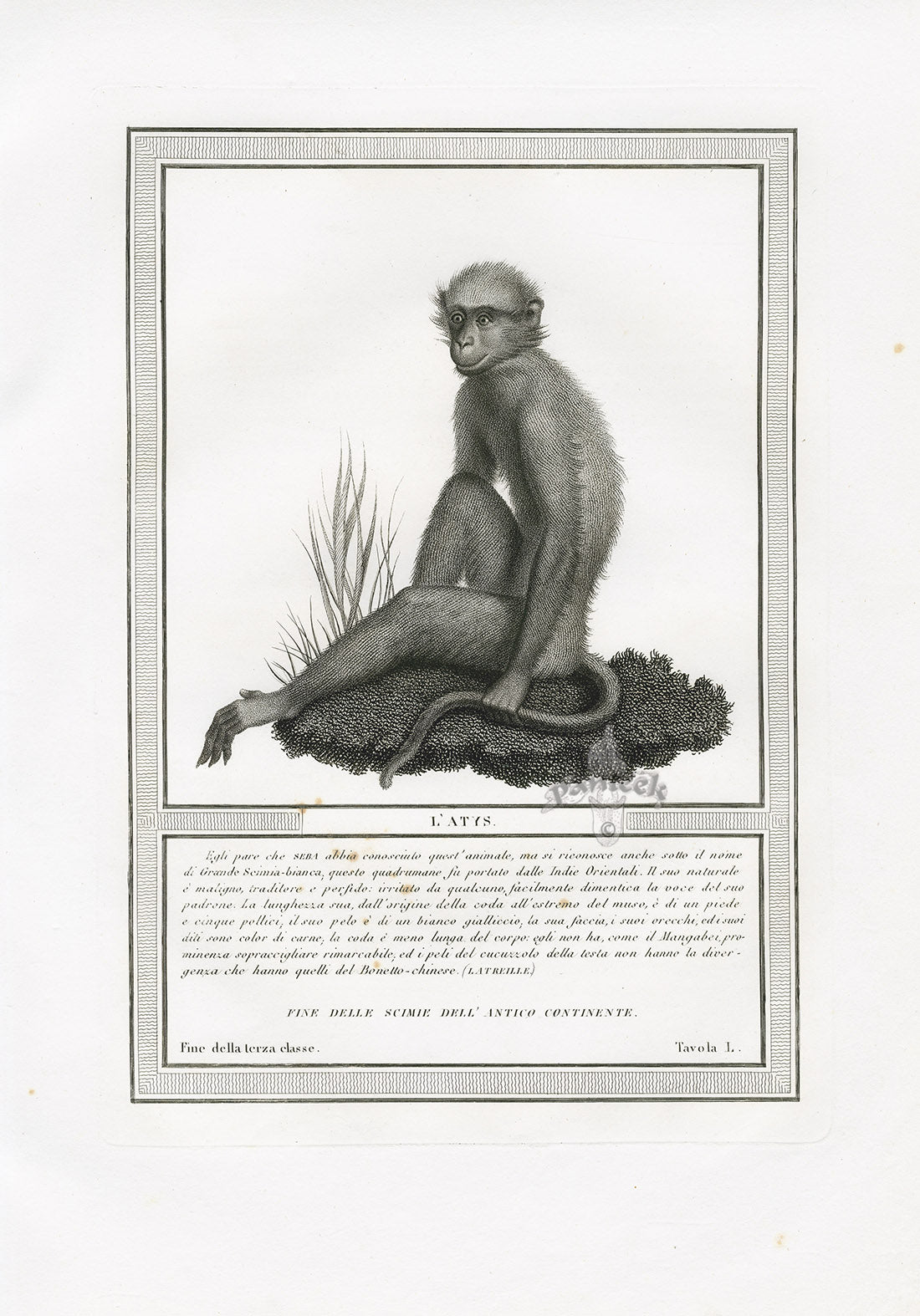Storia Naturale 1812 Jacob Antique Prints Sooty Mangabey