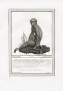 Storia Naturale 1812 Jacob Antique Prints Sooty Mangabey - Panteek Antique Prints