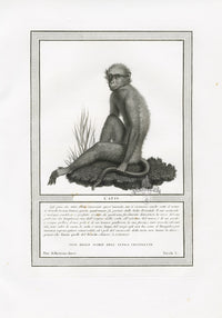 Storia Naturale 1812 Jacob Antique Prints Sooty Mangabey - Panteek Antique Prints
