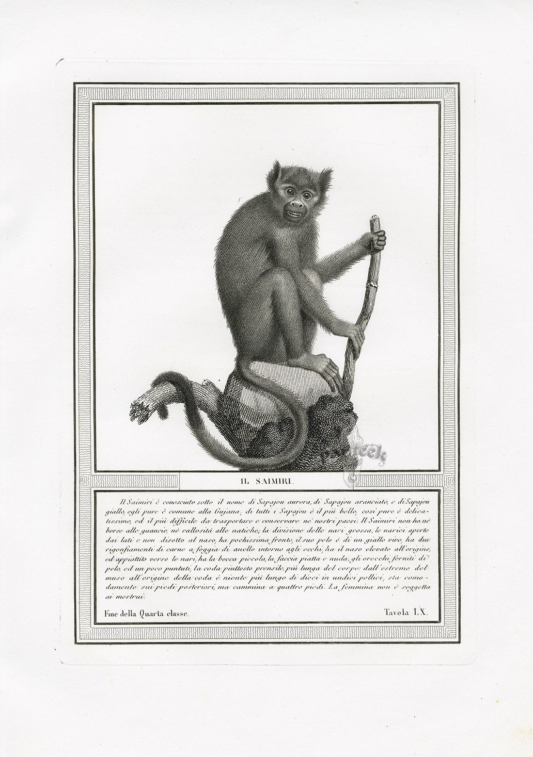 Storia Naturale 1812 Jacob Antique Prints Squirrel Monkey