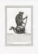 Storia Naturale 1812 Jacob Antique Prints Squirrel Monkey - Panteek Antique Prints