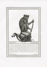 Storia Naturale 1812 Jacob Antique Prints Squirrel Monkey - Panteek Antique Prints