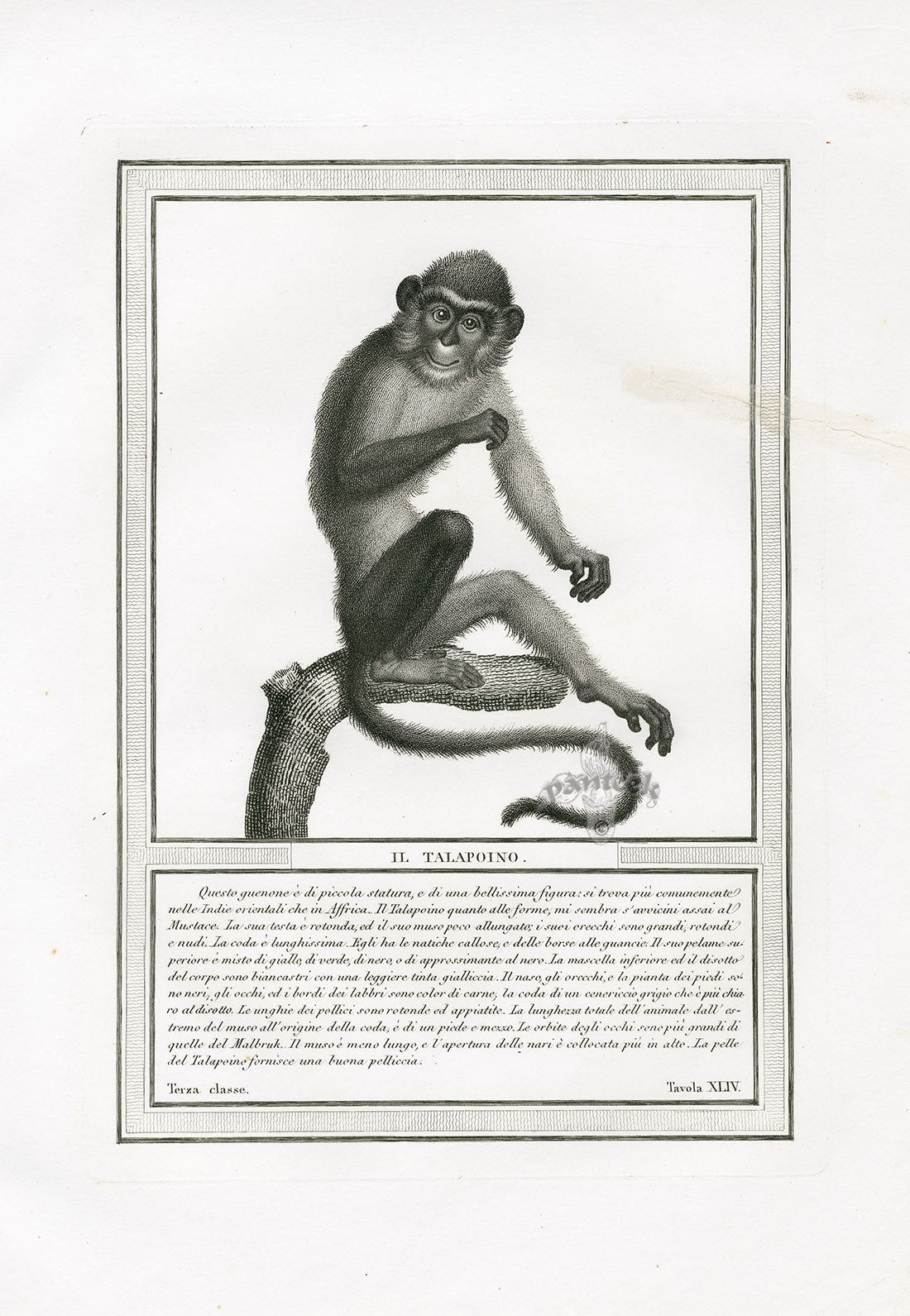 Storia Naturale 1812 Jacob Antique Prints Talapoin Monkey