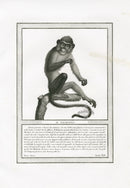 Storia Naturale 1812 Jacob Antique Prints Talapoin Monkey - Panteek Antique Prints