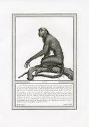 Storia Naturale 1812 Jacob Antique Prints Uakari Monkey - Panteek Antique Prints