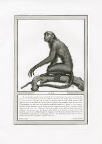 Storia Naturale 1812 Jacob Antique Prints Uakari Monkey - Panteek Antique Prints