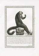 Storia Naturale 1812 Jacob Antique Prints White-faced Saki - Panteek Antique Prints