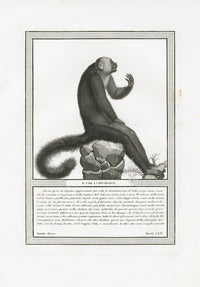 Storia Naturale 1812 Jacob Antique Prints White-faced Saki - Panteek Antique Prints