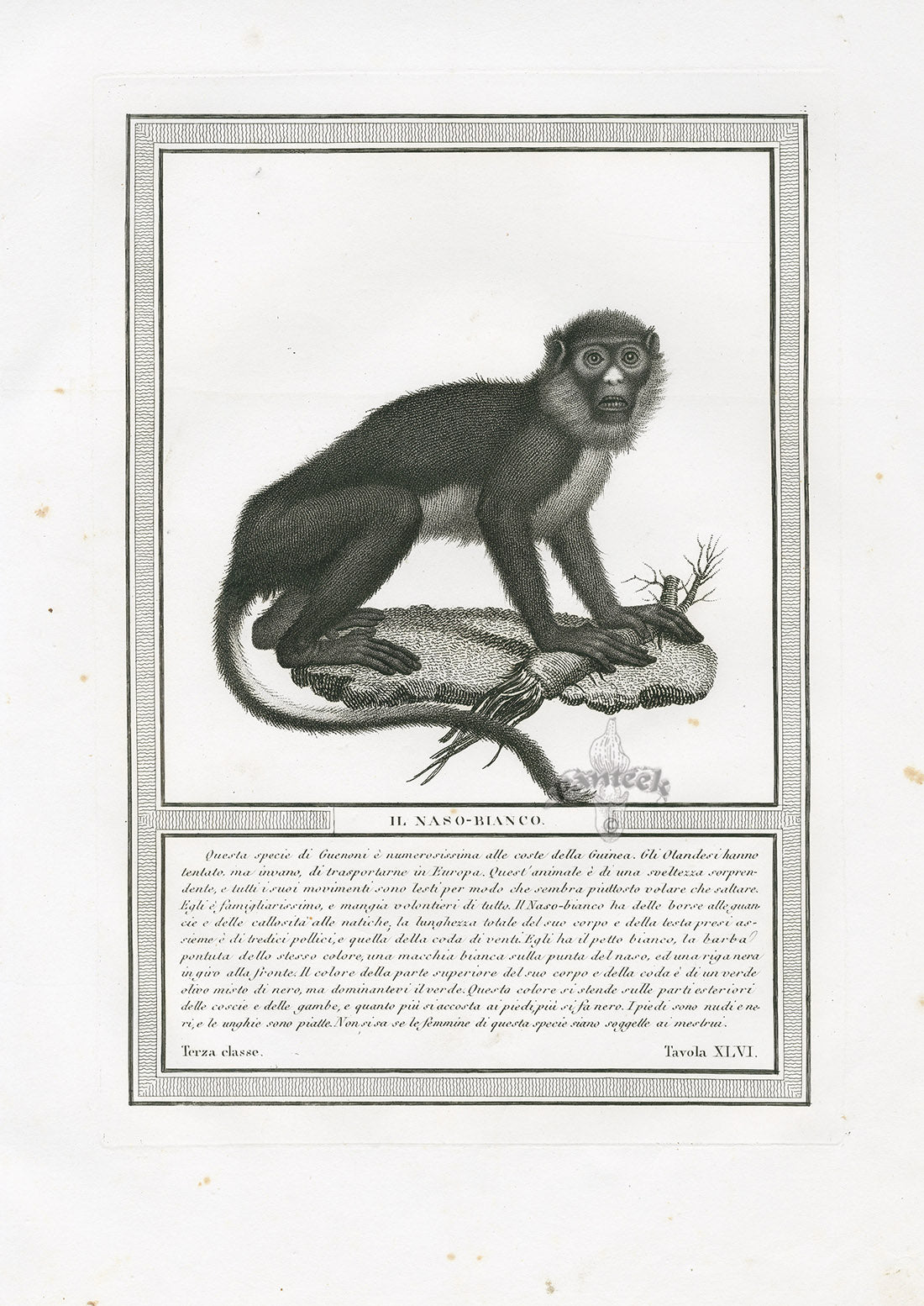 Storia Naturale 1812 Jacob Antique Prints White-Nosed Monkey