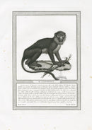 Storia Naturale 1812 Jacob Antique Prints White-Nosed Monkey - Panteek Antique Prints
