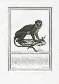 Storia Naturale 1812 Jacob Antique Prints White-Nosed Monkey - Panteek Antique Prints