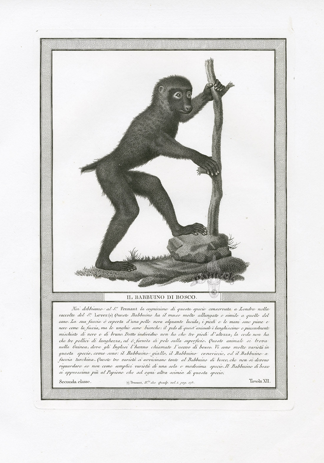 Storia Naturale 1812 Jacob Antique Prints Wood Baboon