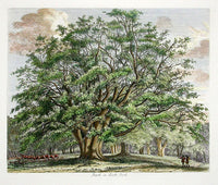 Strutt Sylva Britannica 1826 Tree Prints Beach in Knole - Panteek Antique Prints