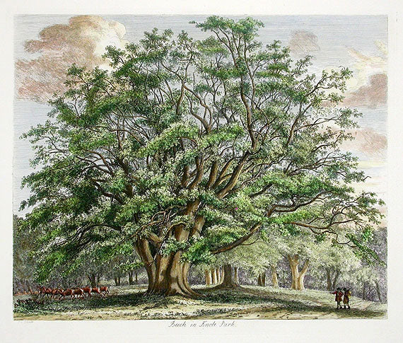 Strutt Sylva Britannica 1826 Tree Prints Beach in Knole