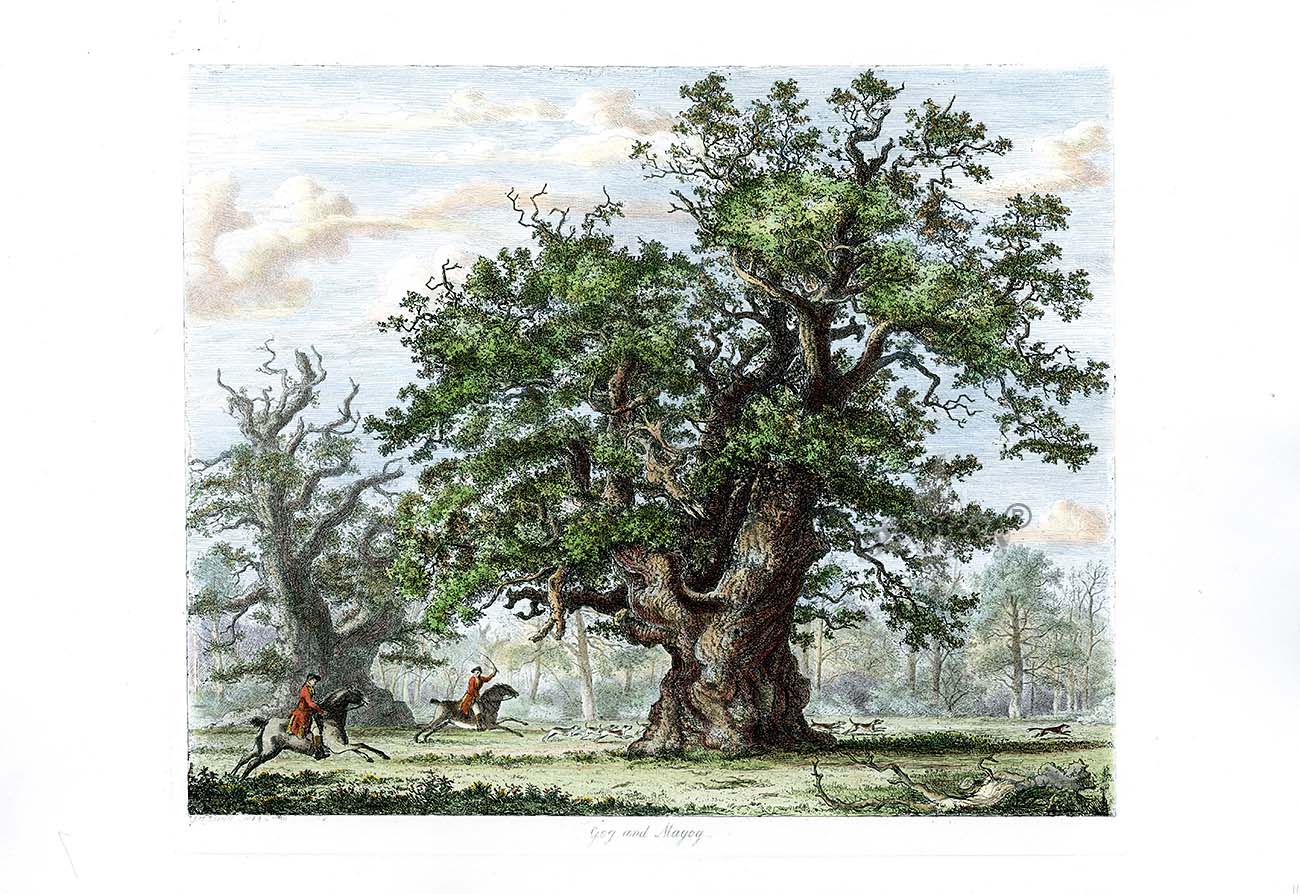 Strutt Sylva Britannica 1826 Tree Prints Gog and Magog