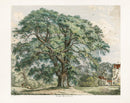 Strutt Sylva Britannica 1826 Tree Prints Great Ash of Carnock - Panteek Antique Prints