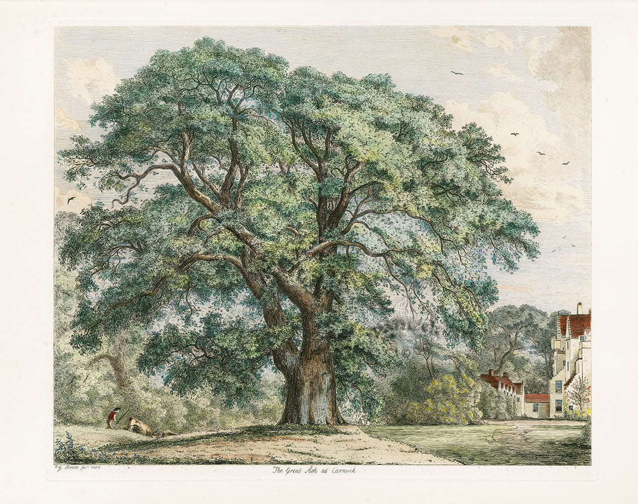 Strutt Sylva Britannica 1826 Tree Prints Great Ash of Carnock