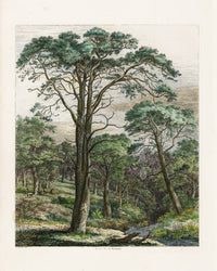 Strutt Sylva Britannica 1826 Tree Prints Scotch Fir at Dunmore - Panteek Antique Prints