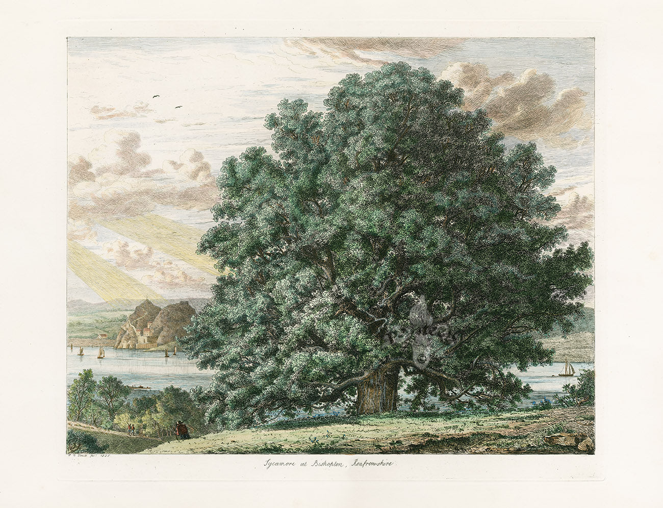 Strutt Sylva Britannica 1826 Tree Prints Sycamore at Bishopton