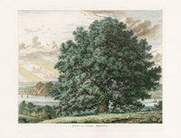 Strutt Sylva Britannica 1826 Tree Prints Sycamore at Bishopton - Panteek Antique Prints