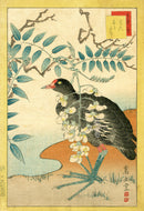Sugakudo Nakayama Yoshikiri Bird, Moorhen, White Wisteria - Panteek Antique Prints