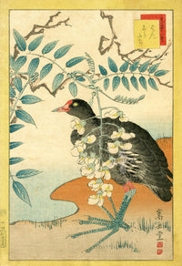 Sugakudo Nakayama Yoshikiri Bird, Moorhen, White Wisteria - Panteek Antique Prints