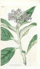 Tall Nightshade Curtis Carnivorous Botanical - Panteek Antique Prints