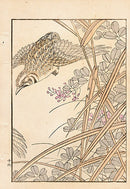 Tanaka Yohu Woodblock 1892 Bird Design - Panteek Antique Prints